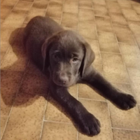 Cuccioli di labrador retriever puro chocolate