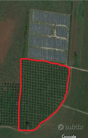 Uliveto 3.8 ha a Cori (LT)