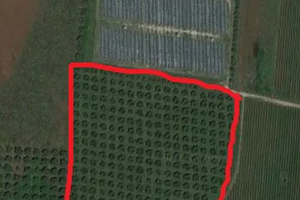 Uliveto 3.8 ha a Cori (LT)