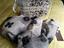 Immagine 3