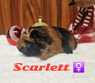 Cavia di razza con pedigree