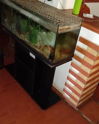acquario 
