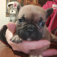 Cuccioli Bouledogue Francese con pedigree