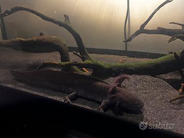 Axolotl