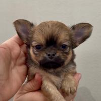 Chihuahua pelo lungo ipertipica