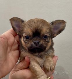 Chihuahua pelo lungo ipertipica