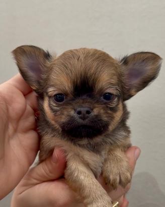 Chihuahua pelo lungo ipertipica