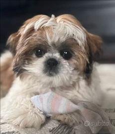 Cucciolo di Shih Tzu