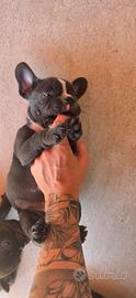 Bulldog francese Maschio esotico blu