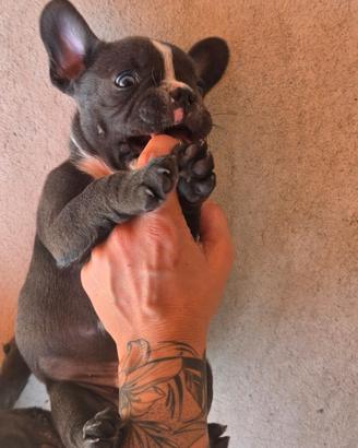 Bulldog francese Maschio esotico blu