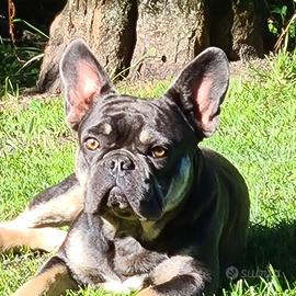 Bulldog Francese