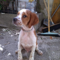 Cane da caccia Epagneul Breton, cucciolo