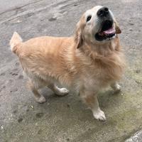 Femmina per accoppiamento per Marley