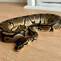 Serpente Pitone Reale