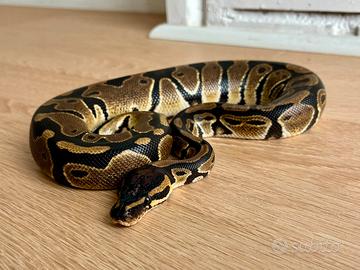 Serpente Pitone Reale