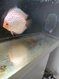 Discus stendker due maschi adulti diametro 20