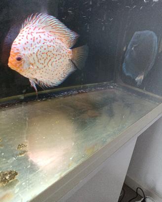 Discus stendker due maschi adulti diametro 20