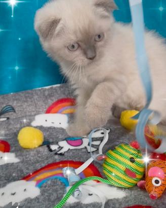 Gattina scottish fold