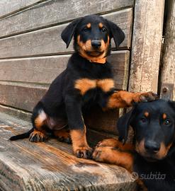 Cucciola BEAUCERON (Pastore di Beauce)
