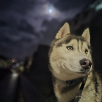 Cane husky siberiano