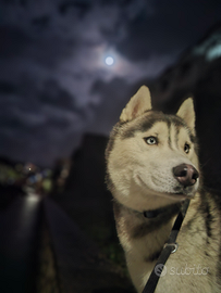 Cane husky siberiano