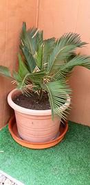 Pianta Cicas