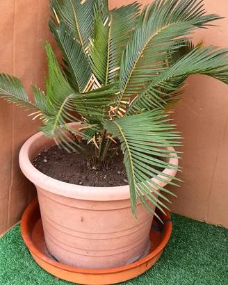 Pianta Cicas