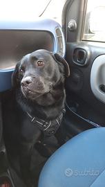 Labrador maschio accoppiamento