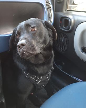 Labrador maschio accoppiamento