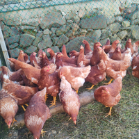 Galline ovaiole