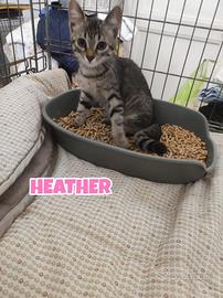 Minne, Heather e Lorella, gattine di quattro mesi