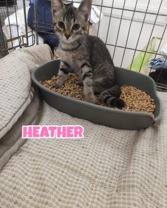 Minne, Heather e Lorella, gattine di quattro mesi