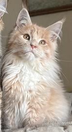 Ultimo cucciolo Maine coon