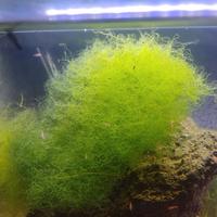 chaetomorfa salmastra 