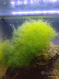 chaetomorfa salmastra 