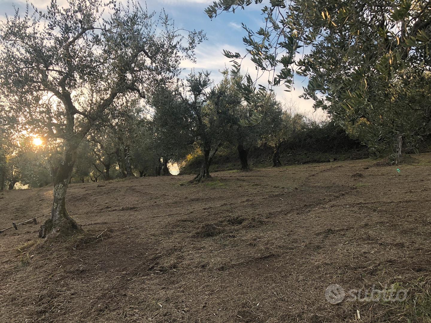 Uliveto pressi Valdibrana - Vista 4