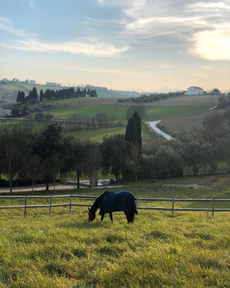 Pensione cavalli