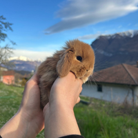 Coniglio nano ariete