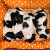 Cuccioli di shihtzu