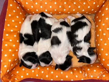 Cuccioli di shihtzu