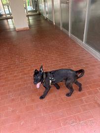 Cucciola pastore belga