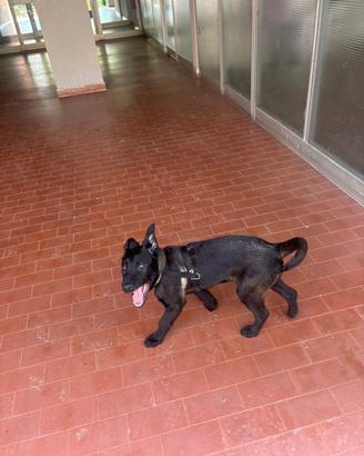 Cucciola pastore belga