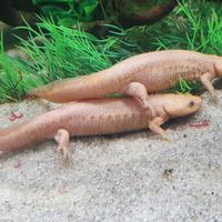 TRITONI pleurodeles albini 20 cm