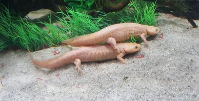 TRITONI pleurodeles albini 20 cm