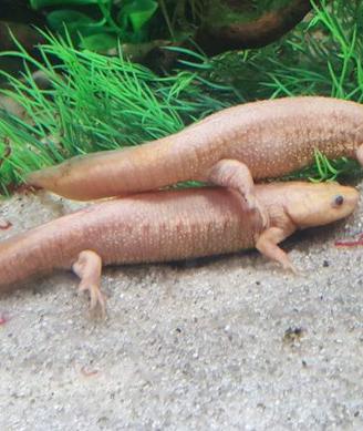 TRITONI pleurodeles albini 20 cm