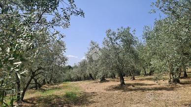 TER. AGRICOLO A BAGNO A RIPOLI
