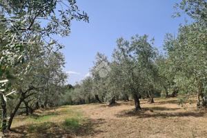 TER. AGRICOLO A BAGNO A RIPOLI