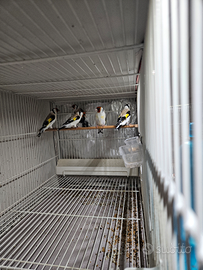 Cardellini major Eumo