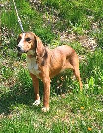 Segugio da Cinghiale