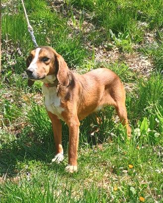 Segugio da Cinghiale